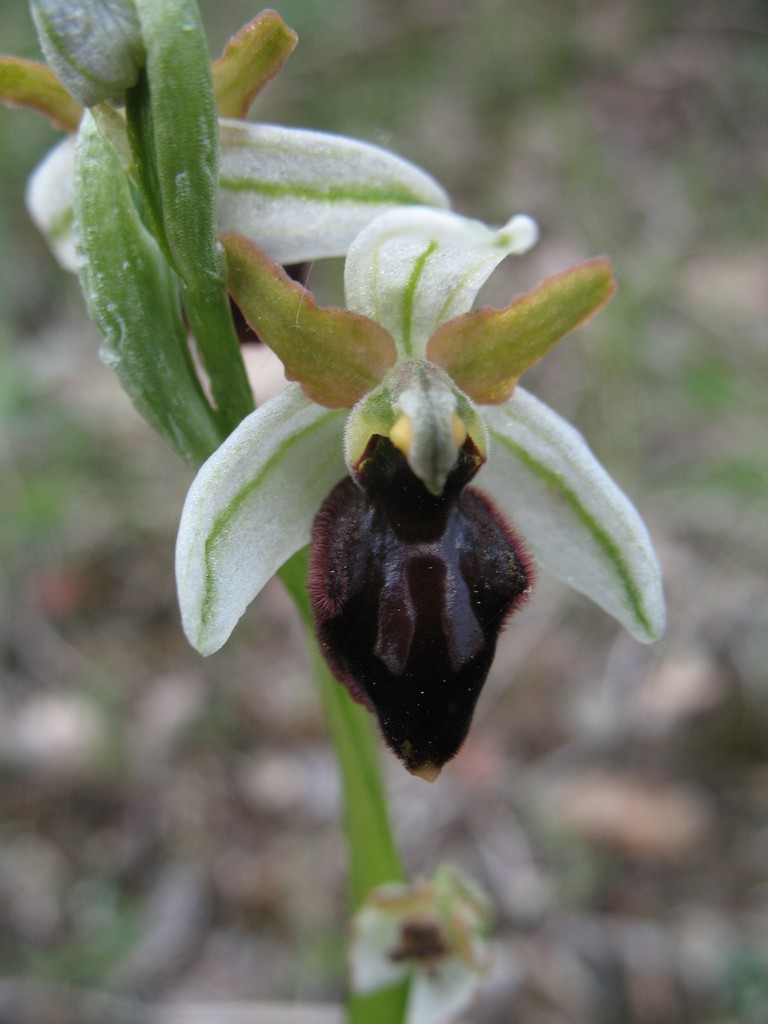 ophrys da determinare